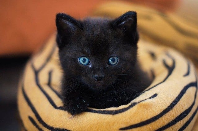 Black kitten with blue eyes wrapped in leopard print blanket