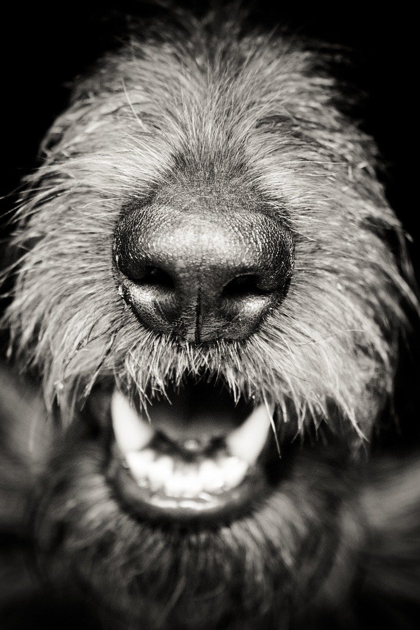 Close-up image of a dog's nose and mouth