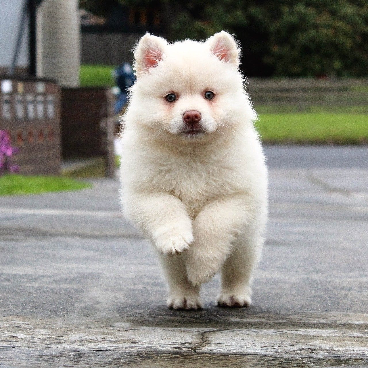 White puppy playing in a driveway